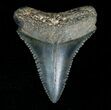 Fossil Great White Shark Tooth - Inches #5147-1